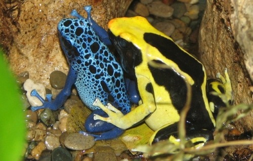 Yellow-banded poison dart frog with Blue poison dart frog
