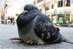 pudgepige:  pudgepige:  A fat birb  Since this is the most popular pic on my blog, I want to add a little PSA: If you see a bird sitting like this, please try to catch it and bring it to a wildlife sanctuary or rehab (if there is any such thing - often