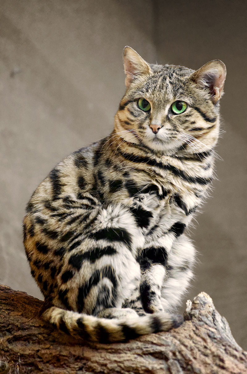 end0skeletal:The black-footed cat (Felis nigripes) is both the smallest African