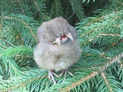 zooophagous:  congenitaldisease:  A cardinal with two heads.  Woah. It’s strange that it survived that long. It’s deformity must not stop it from eating, at least not completely. 