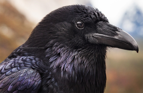 josefinejonsson: This raven needed a post for its own.Enjoy, Common raven standing before tunnel vie