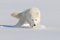 her-wolf:  Arctic Wolf “eyes on me” by  Mike Lentz   