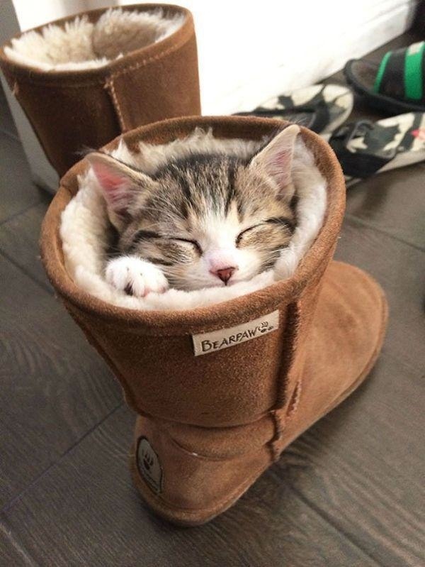 awwww-cute:  Puss in boots