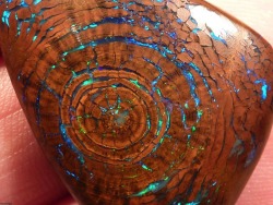 mymodernmet:  Spectacular boulder opal looks like a crystal gem encased inside a tree. Read more on My Modern Met. 
