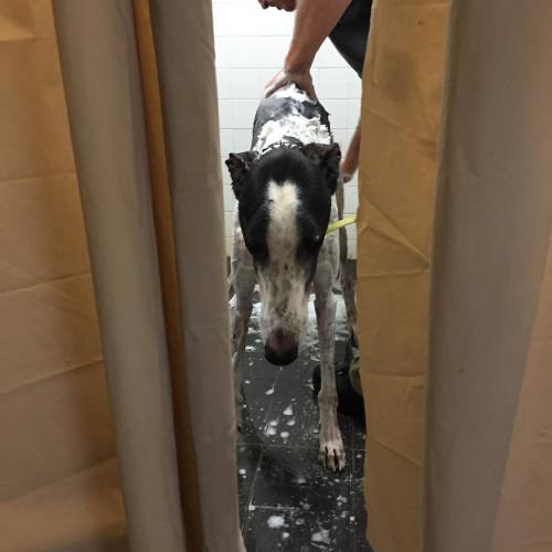 Bruce is getting his pre-adoption spa treatment, and he&rsquo;s not too happy about it. #greyhou