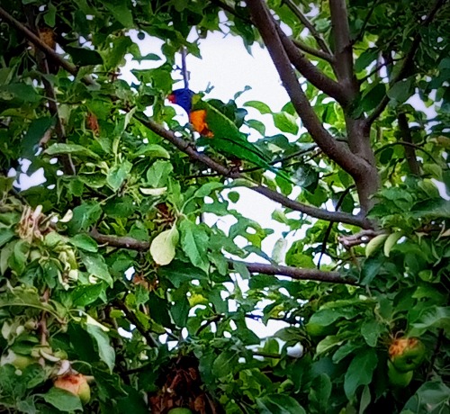 oceaniatropics:Rainbow Lorikeets feasting on our neighbours apple tree, Victoria, Australia, by Jarr