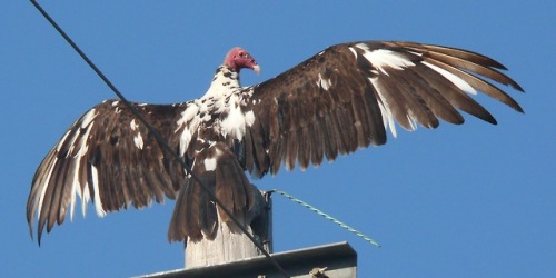 honeymushroom:A piebald Turkey Vulture (Cathartes aura) spotted near Lawton, Oklahoma in 2008source 