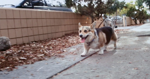 one-thousand-push-ups: Brooklyn K-9 ft. all the Cheddars 