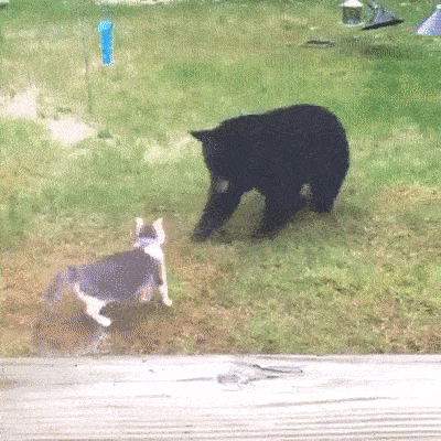 nurnurus:cat vs bear