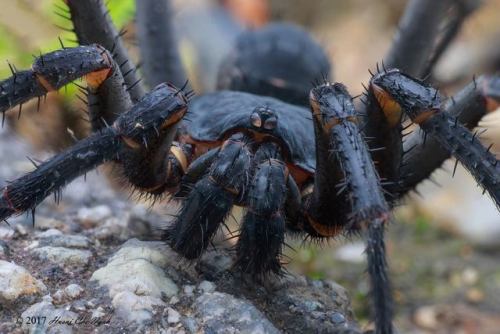 mortem-et-necromantia: Liphistiidae - Liphistius malayanus