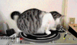 I-Justreally-Like-Cats-Okay:  X 