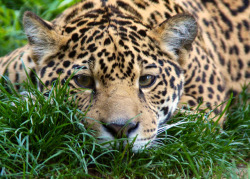 sdzoo:  Maderas the Jungle Jag by Penny Hyde 