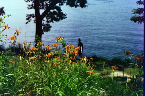 2.9.21 - daylilies by the lake