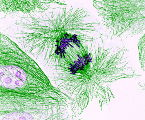 Dividing cells showing chromosomes (purple) and cell skeleton (green) | ZEISS MicroscopyThis pig cel