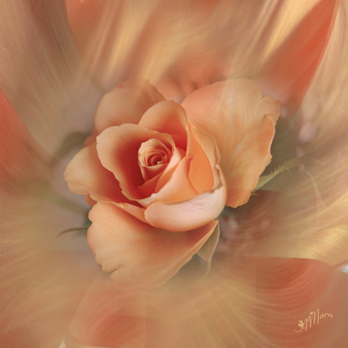 Rose of life by Mara ~earth light~ on Flickr.