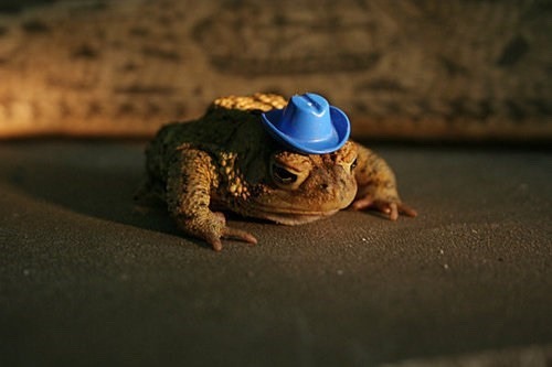 yeehawlw:  yeehawlw:  country toads take me home    lead the way boys 