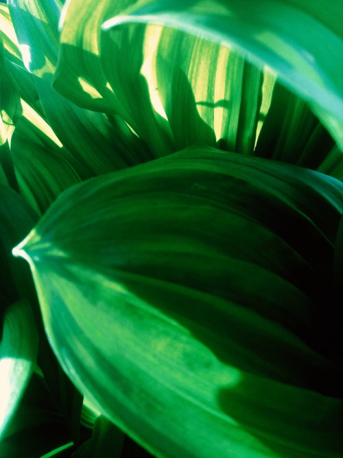 - ( Veratrum Nigrum).