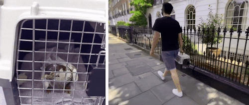 Trying To Catch And Rescue An Injured Wild Pigeon