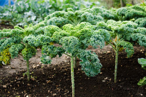 Curly Kaleby Stan Farmer