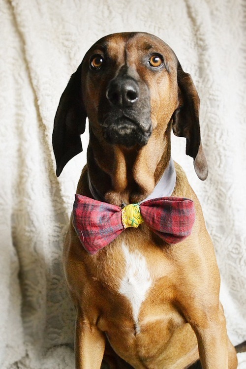 DIY Dog Bow Tie Tutorial from 11 Eureka here. For more PET DIYs go here: truebluemeandyou.tumblr.com