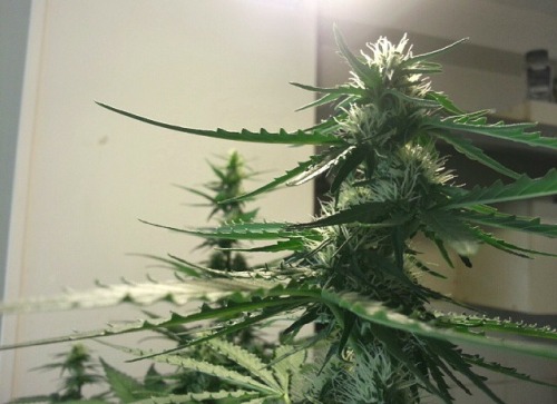 dopeyourlife:  grow grow grow??