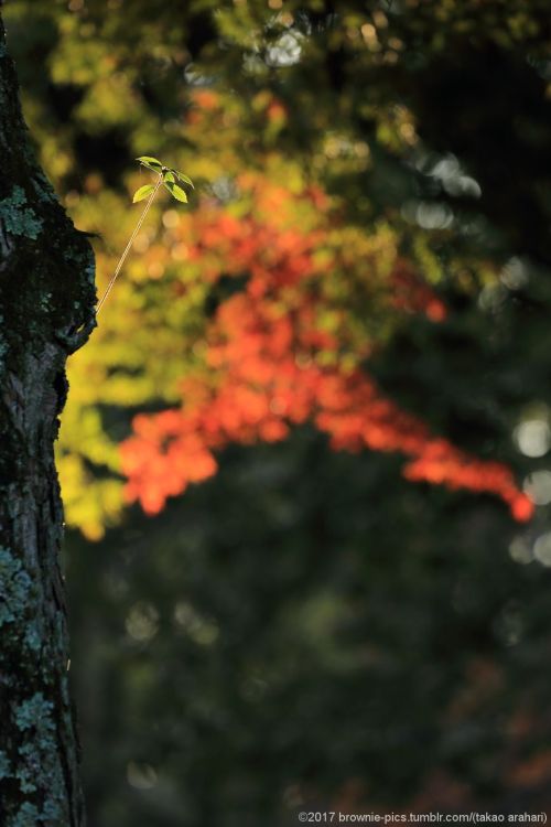 ‘21.11.23 興福寺、浅茅ヶ原にて夜も明けてきて、陽が差してきました。まだ興福寺から400ｍ程しか移動してないのに、もう1時間ほど経っている･･。この季節は足を止めさせる光景が多いです。