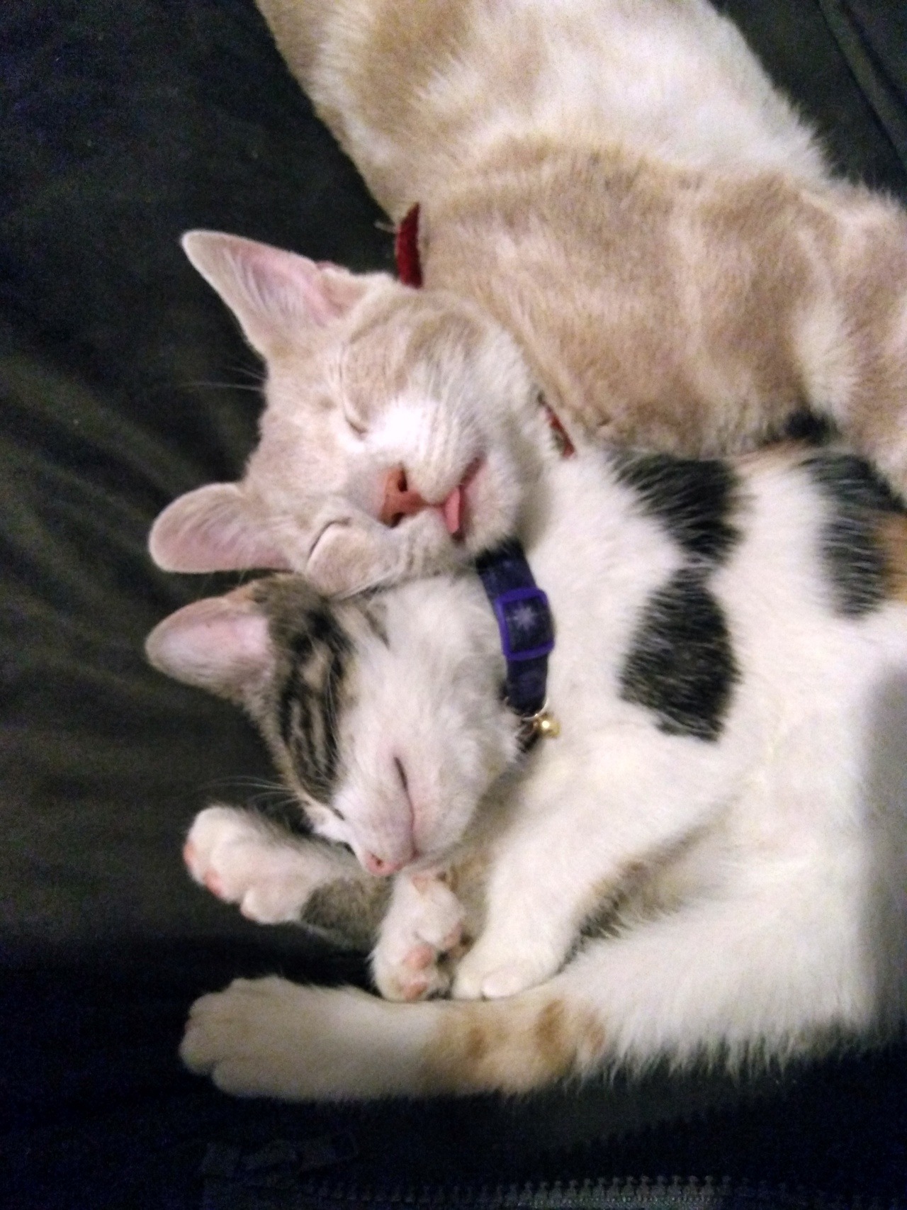 thefoxydarwin:  The most comfortable sleeping positions.