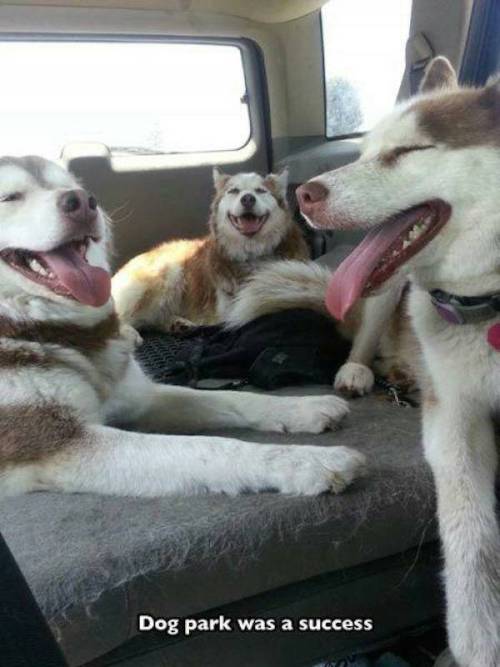 XXX dom-wolfy:  rawrshi:  Dogs are ridiculous. photo