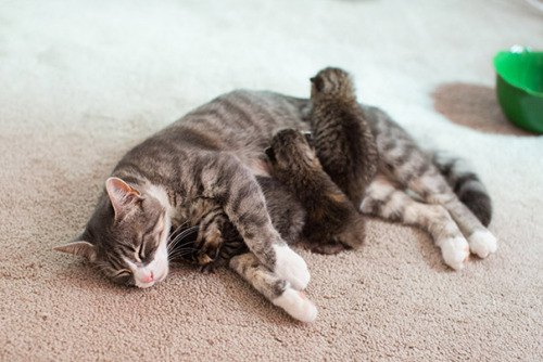 black–lamb:thispoetspace:boredpanda:20+ Proud Cat Mommies With Their Kittens@itsthelesbianaToo