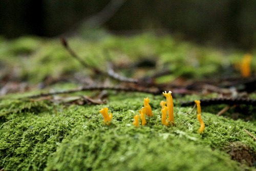 Calocera cornea - Yellow Fingers. 