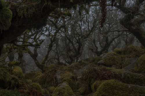 90377:Wistman’s Wood by Guy Berresford