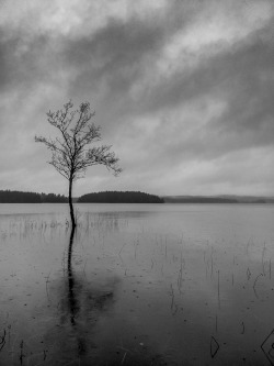 lensblr-network:  Bjurtjärn, Sweden by Christoffer