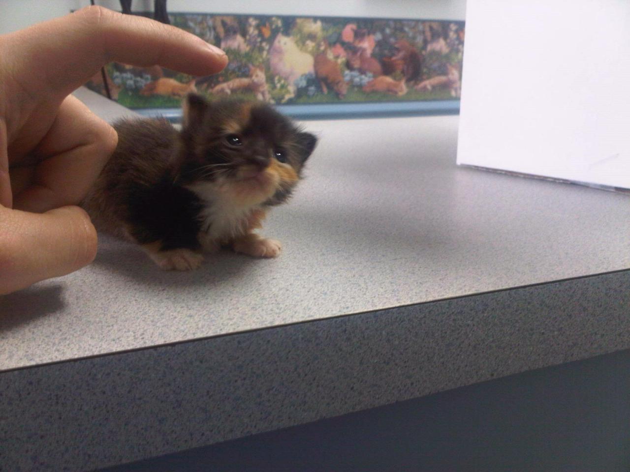 masturbaedding:  awwww-cute:  Waiting for the vet  how do you even GET a cat this