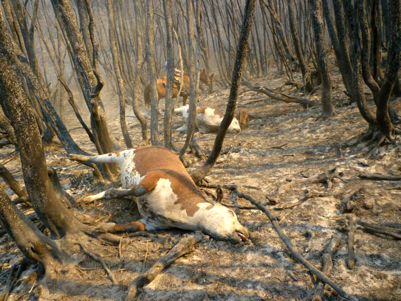 Chubut. Las llamas del incendio forestal desatado el último domingo en la zona de Cerro Negro y que ya arrasaron más de 4500 hectáreas de bosque nativo continúan avanzando a pesar de los esfuerzos locales por extinguirlo. (Telam)