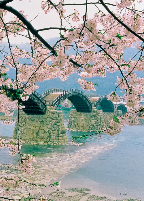 coiour-my-world:Kintaikyo Bridge ~ the symbol of Iwakuni, Japan
