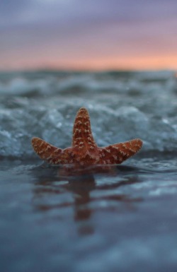 heaven-ly-mind:  Swimming Starfish by Courtney D on 500px      