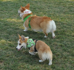 rhysthecorgi:  More pictures from the park!