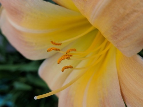 Porn photo kudzukudza: Daylily (Hemerocallis)