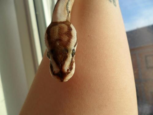 scalebabies:Stevie Look at that first picture! He snuggled into my hand and stayed like that fo