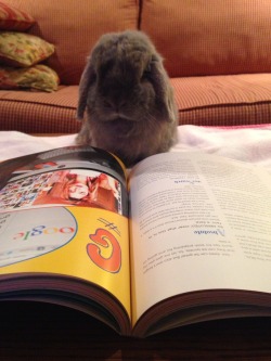 gracehelbig:  oddreytalks:  My bunny, Chandler, is learning so many important life things from Grace’s Guide:The Art of Pretending to be a Grown-Up.gracehelbig  The best