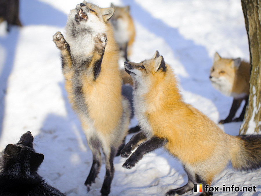 everythingfox:what’s going on here