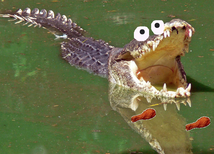 discribbles:  Sometimes I forget I live in Florida and then I am abruptly reminded