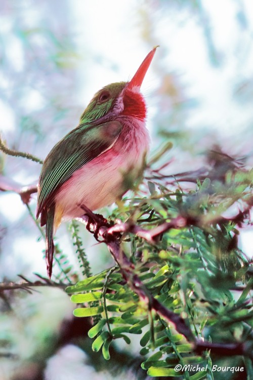 Broad-billed Tody (Todus subulatus)© Michel Bourque