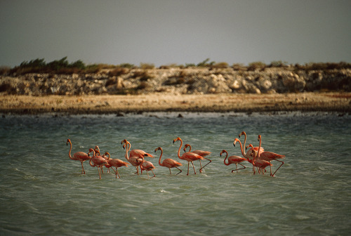 Flamingos standing and feeding in a pool near salt beds, Netherlands Antilles. Photograph by Volkmar