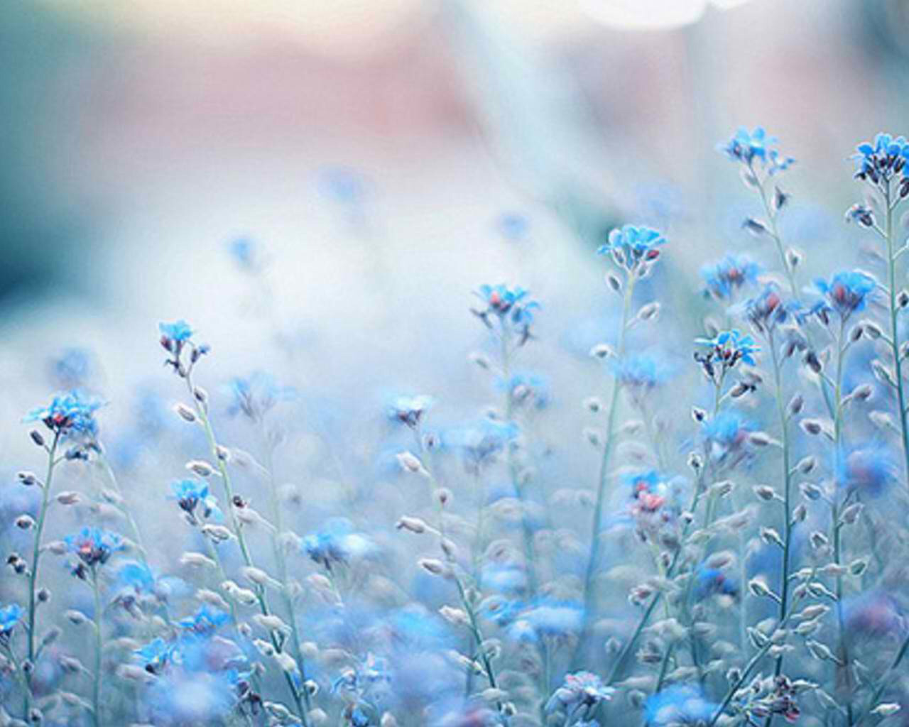Blue Aesthetic — Spring time aka flower time