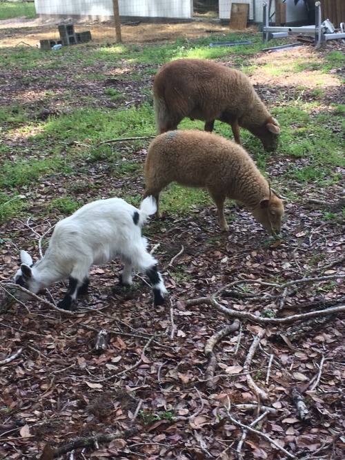 Sheep (and Hawthorne) photos from last year before Reynard Fox the Ram became Enormouse. It’s so int