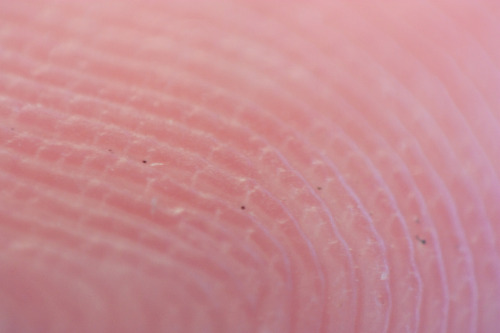 wrotten: fingerprint closeup (by gfairchild) 