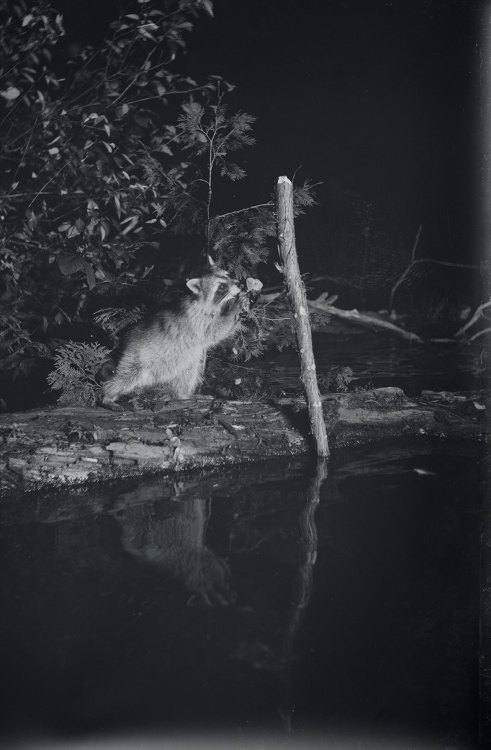 reichweinkultur: George Shiras ~ In the Heart of the Dark Night National Geographic has described hi