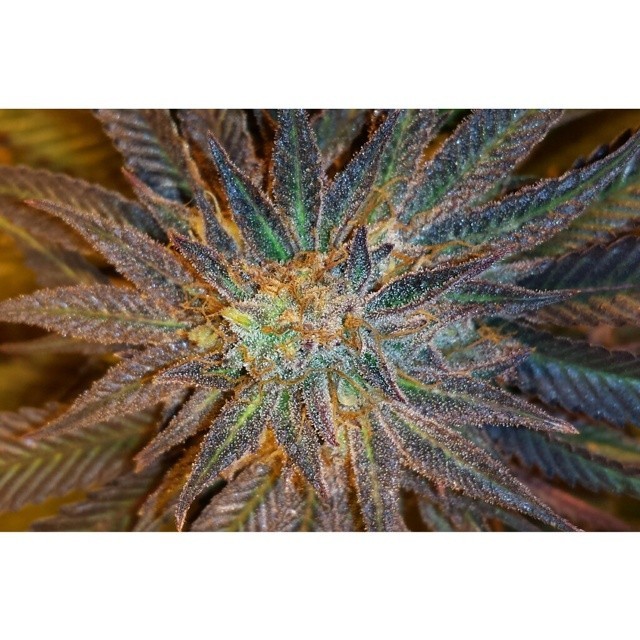 weedporndaily:  by loaf408 http://ift.tt/1lU8Bw2