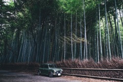 takashiyasui:  2015/09/06 Bamboo forest